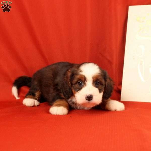 Pearl, Mini Bernedoodle Puppy
